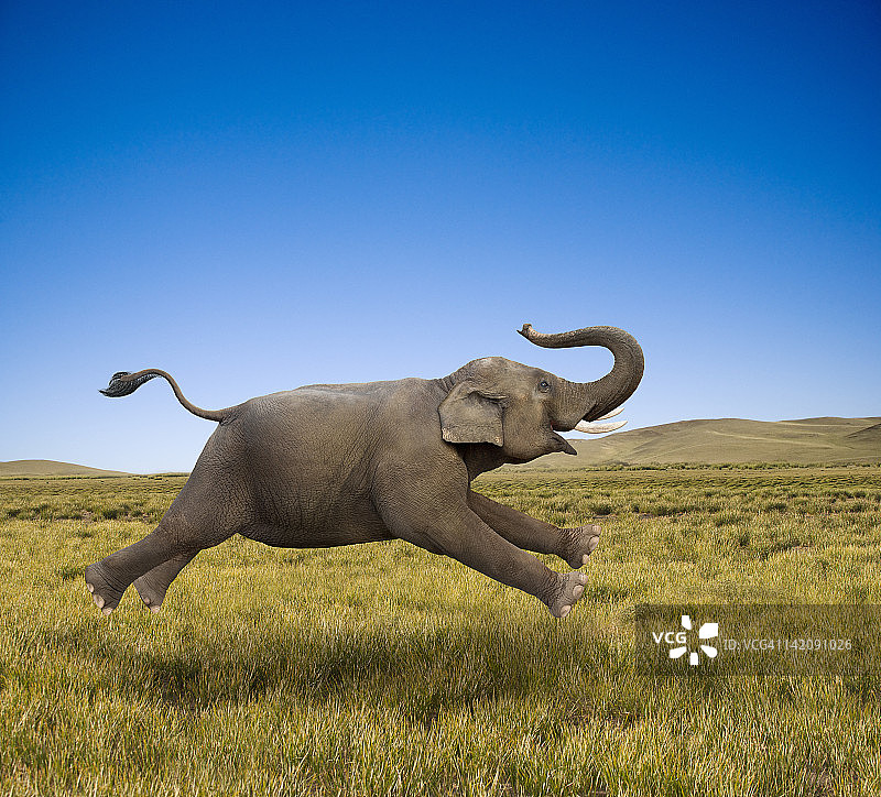 一头自由快乐奔腾的大象图片素材