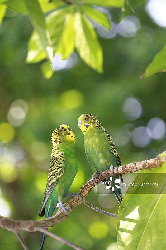 两只虎皮鹦鹉图片素材