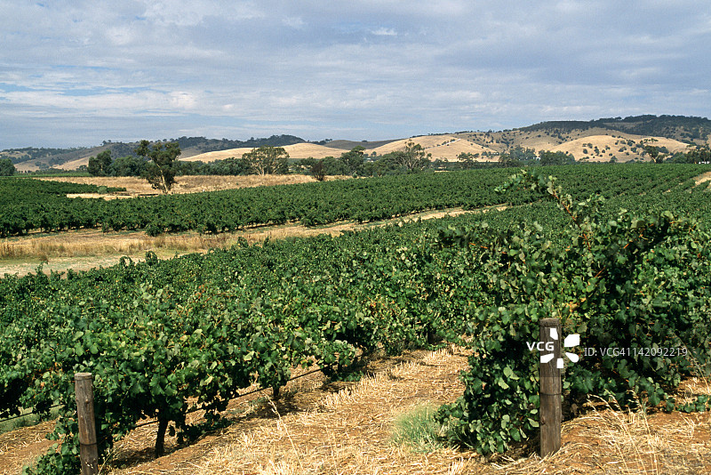 葡萄园图片素材