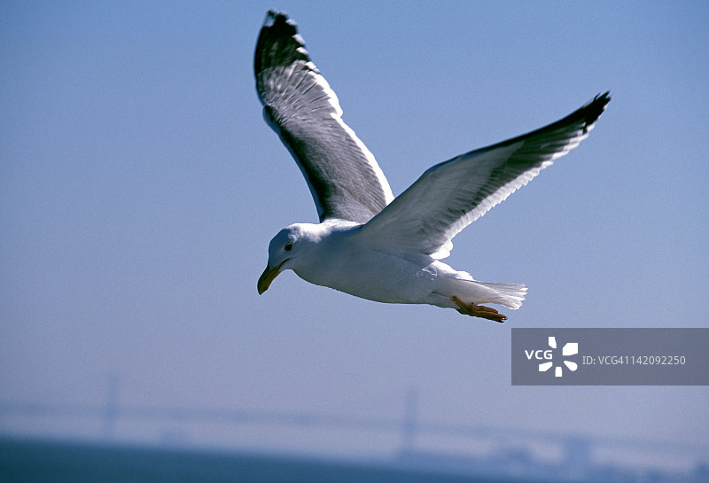 黑尾鸥飞行图片素材