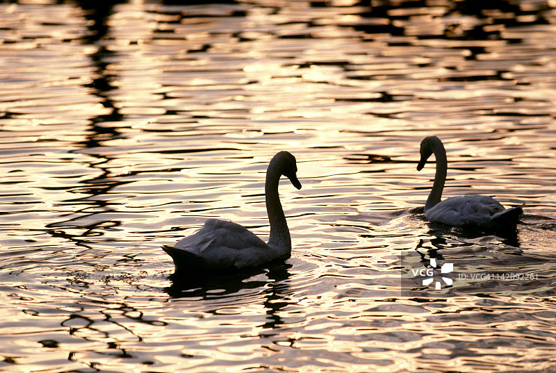 两只天鹅图片素材