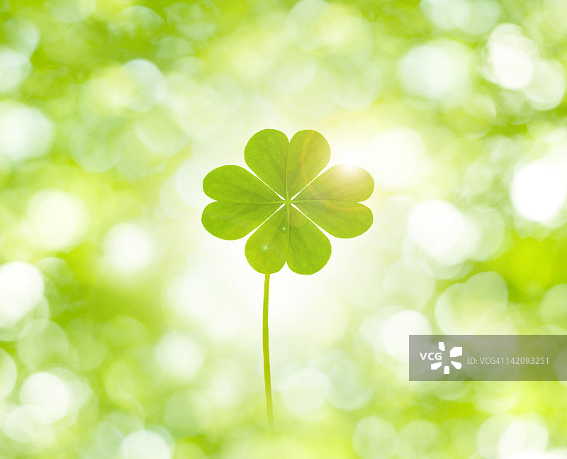 四叶草图片素材