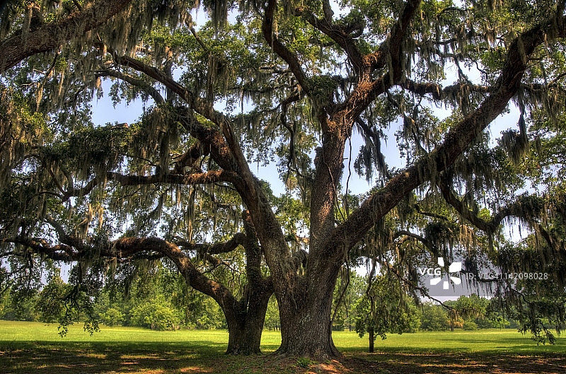 南卡罗来纳州希尔顿 Head 岛蜂蜜角种植园的巨大 Live Oak 树图片素材