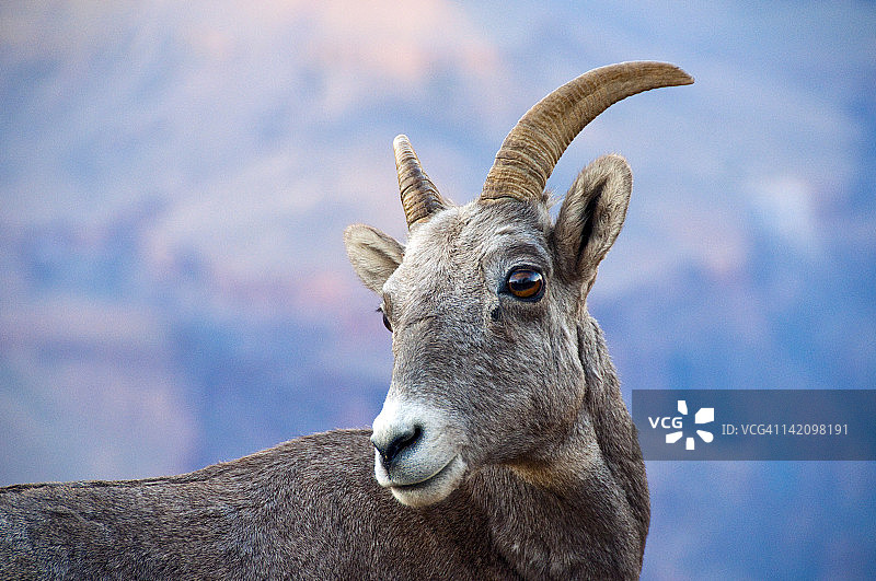 暮色中亚利桑那州大峡谷国家公园的年轻公盘羊图片素材