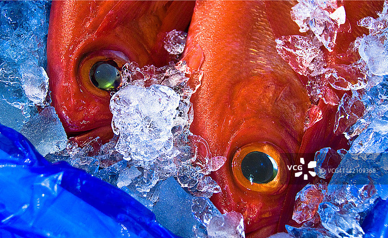 筑地鱼市场出售的冰鲜小红鱼图片素材
