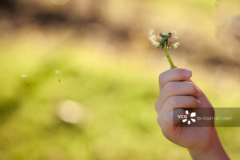 手持蒲公英图片素材