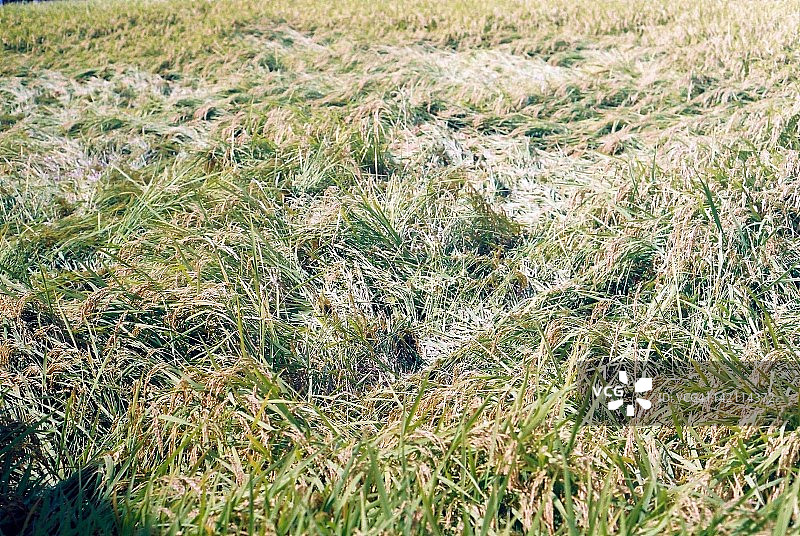 风吹稻浪图片素材