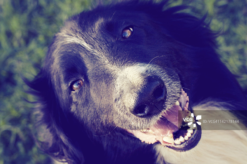柯利犬图片素材