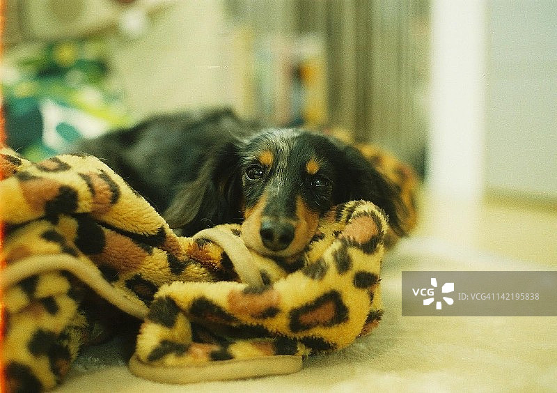 狗的画像图片素材