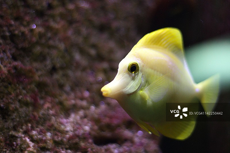 黄高鳍刺尾鱼图片素材