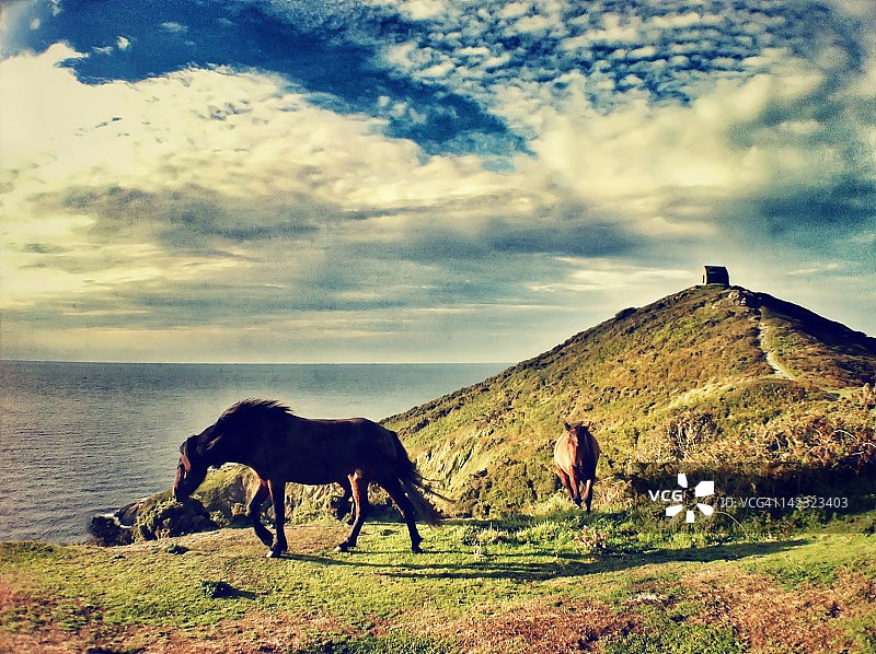 拉姆海岬的矮种马图片素材