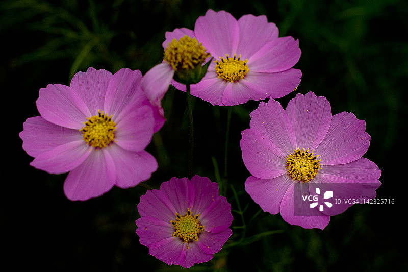 大波斯菊图片素材