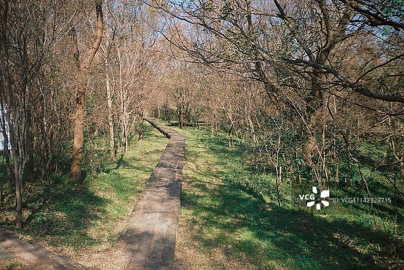 公园木板路图片素材