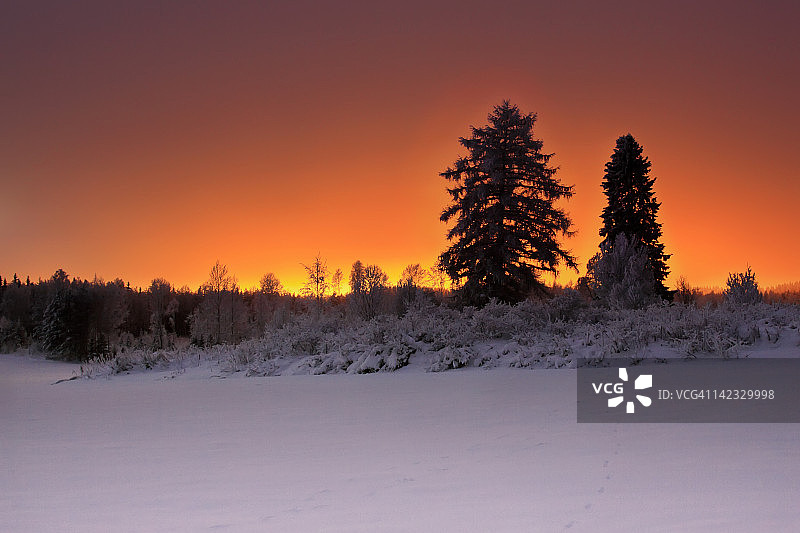 日落时分的冰冻树木图片素材