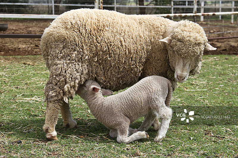 小羊喝奶图片素材