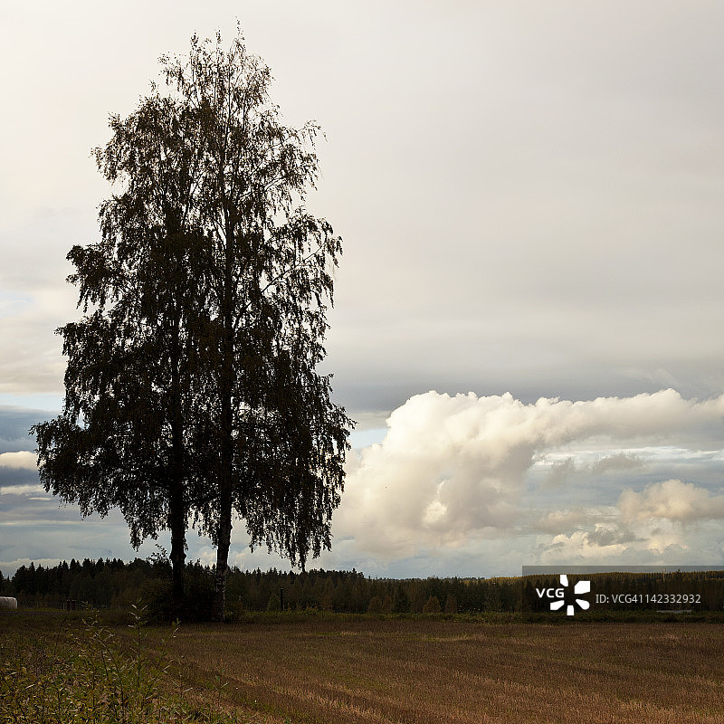田野中的大树图片素材