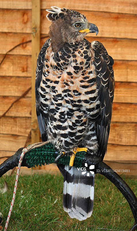 非洲冕雕图片素材