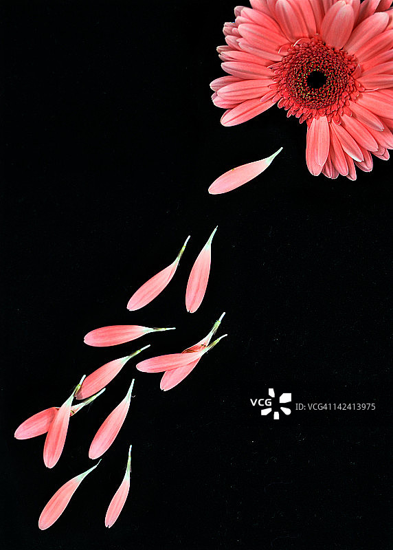 粉色花朵图片素材