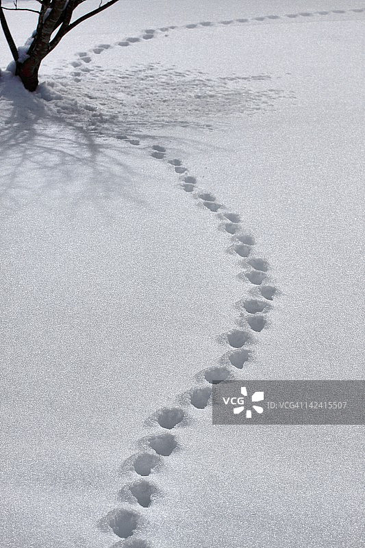 雪地上的动物脚印图片素材