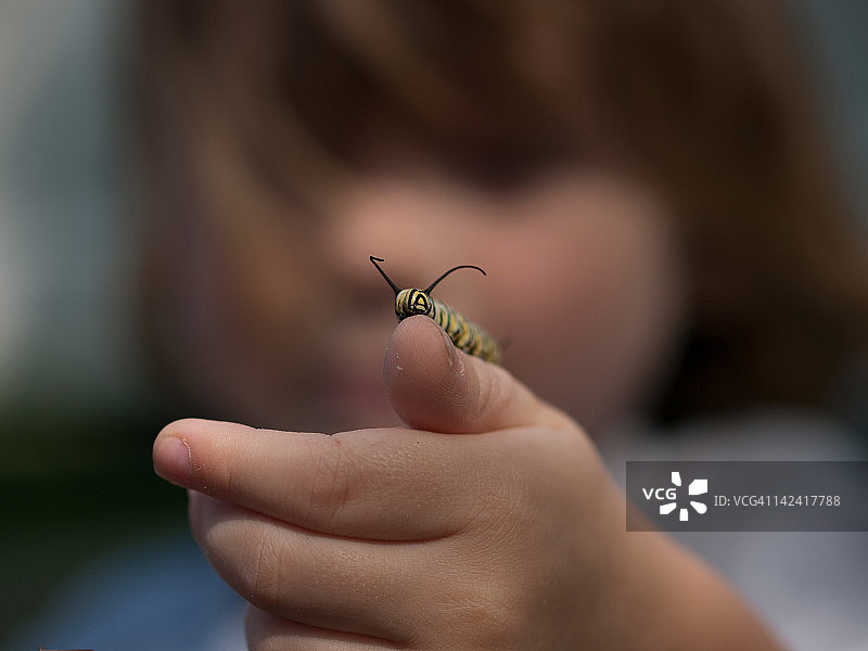 帝王蝶毛虫图片素材