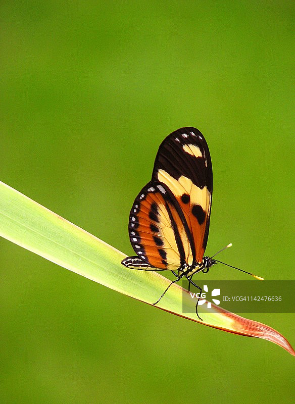 绿色背景下的蝴蝶图片素材