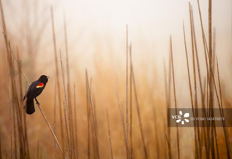 歌唱中的红翅黑鹂图片素材