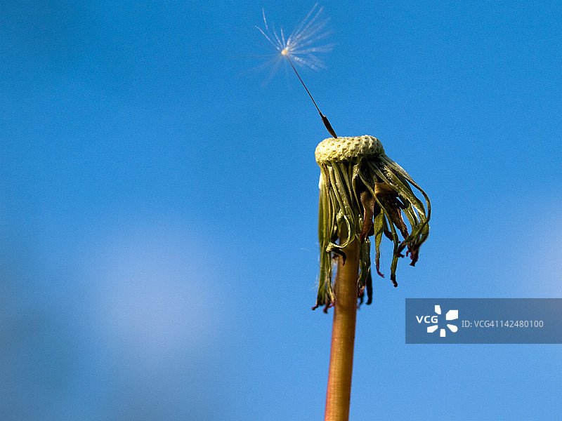 蒲公英上的种子荚图片素材