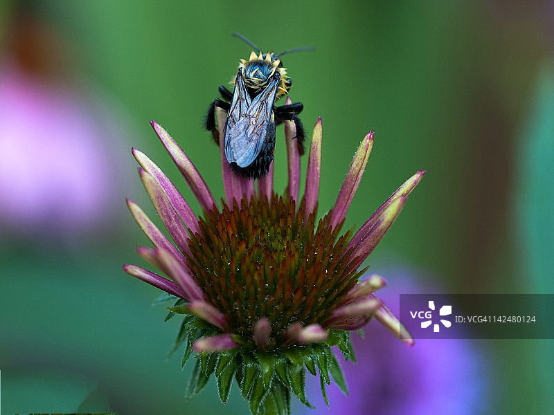 大黄蜂图片素材