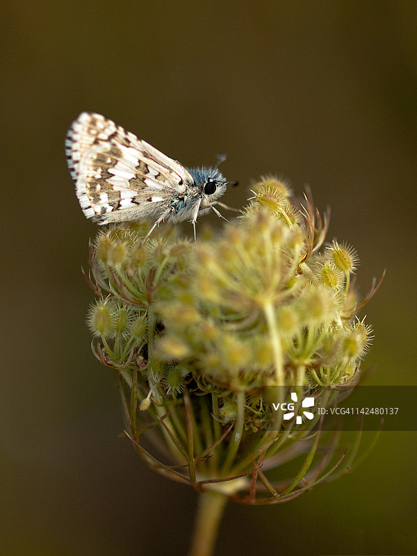 小蝴蝶图片素材