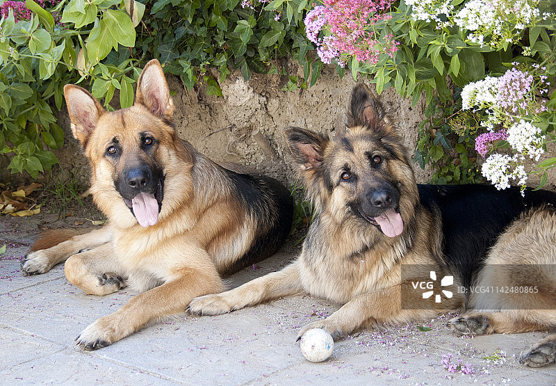 德国牧羊犬图片素材