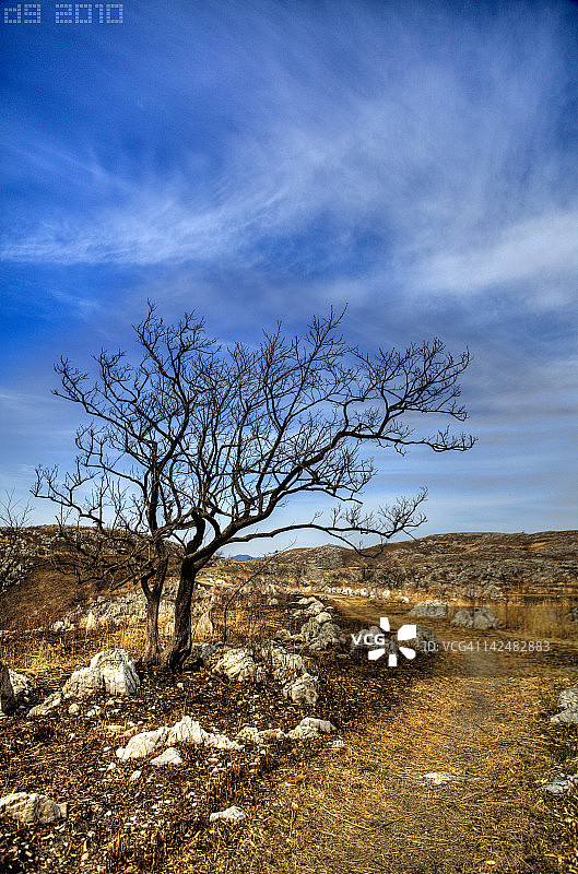 蓬乱的树图片素材