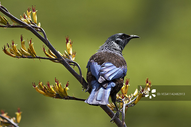 新西兰吸蜜鸟图片素材