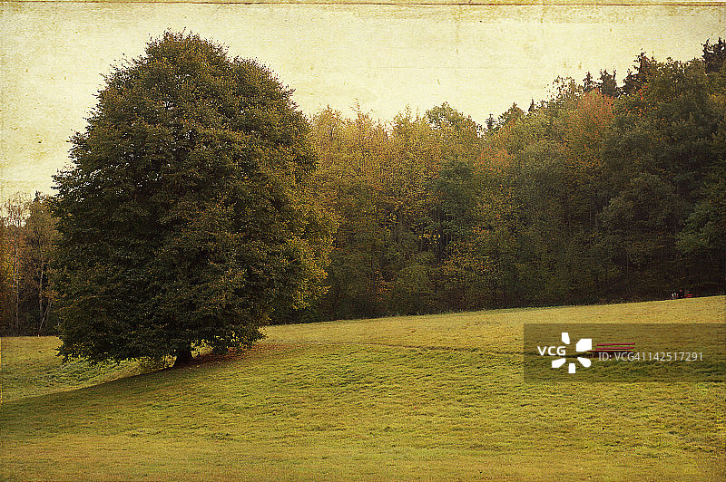 绿树红椅的绿色景观图片素材