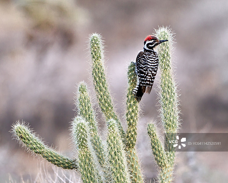 梯背啄木鸟栖息在甘德斯Cholla仙人掌上图片素材
