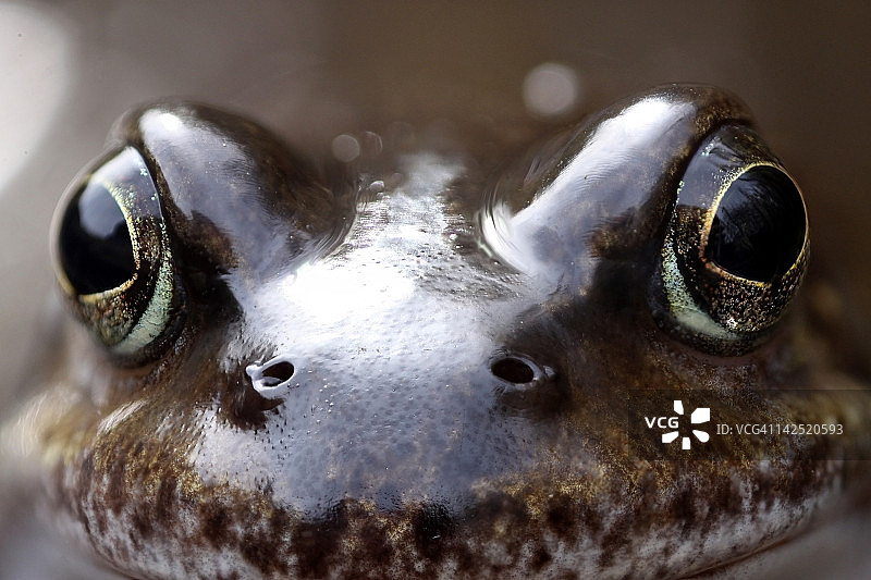 普通青蛙图片素材