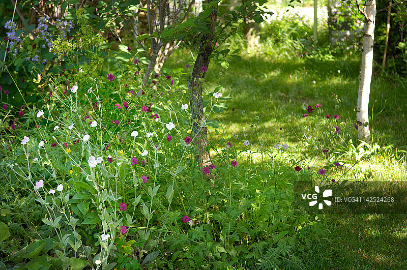 千日红植物图片素材