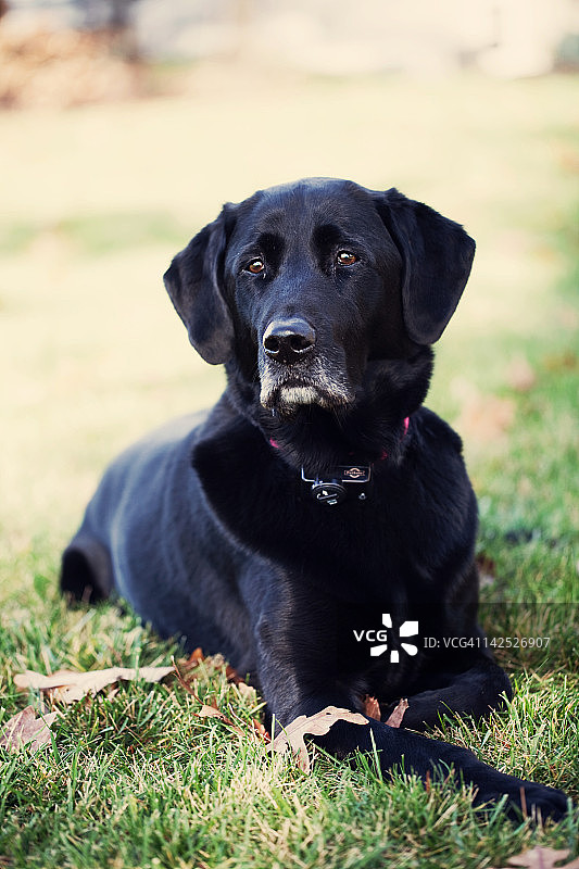 毛茸茸的脸庞图片素材