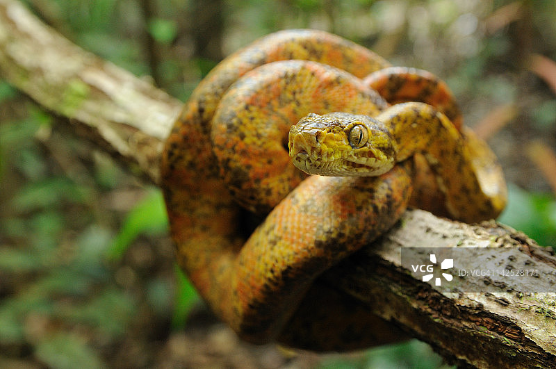 亚马逊树蟒图片素材