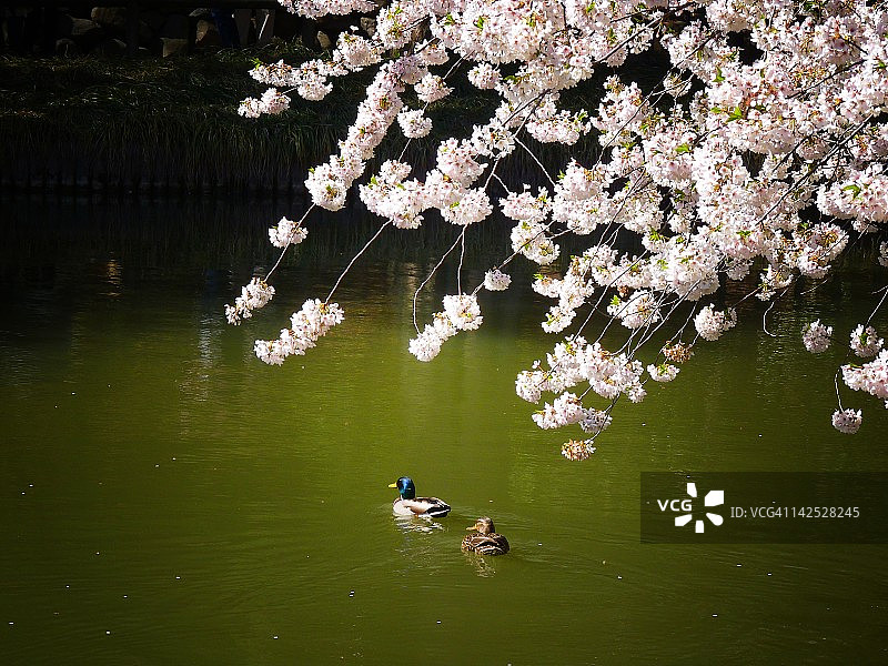 纽约市布鲁克林植物园的春天图片素材