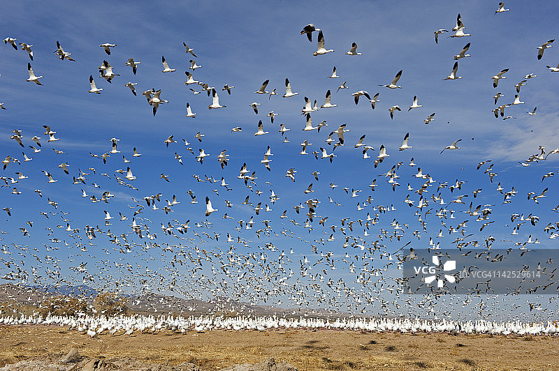 冬季栖息地的雪雁图片素材