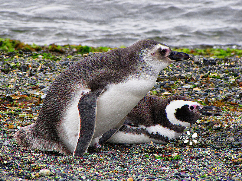 麦哲伦企鹅，火地岛巴塔哥尼亚阿根廷图片素材