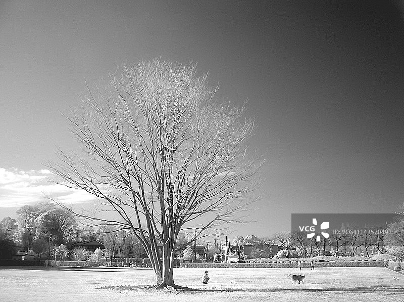 冬季冰冻枯树图片素材