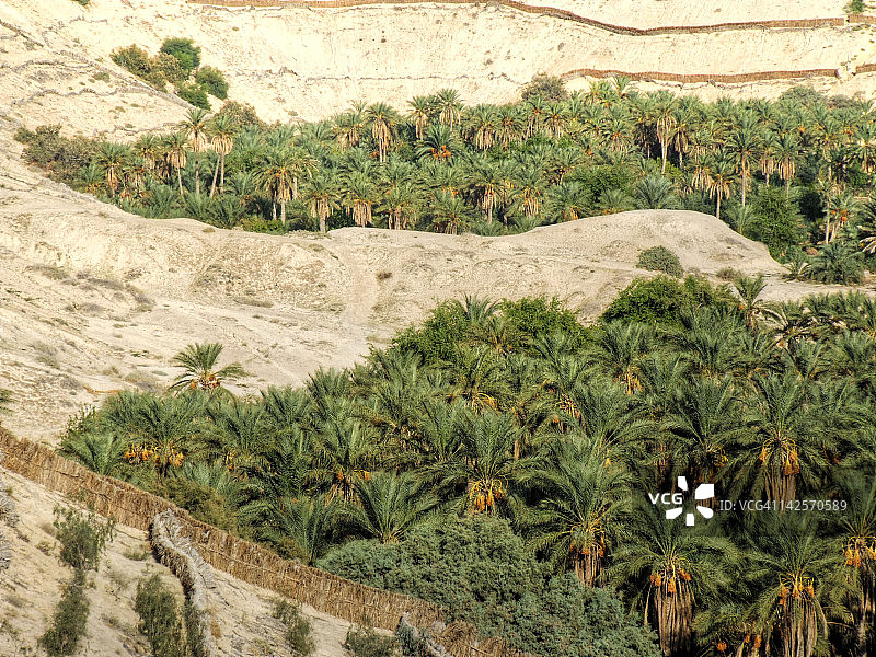 树木景观图片素材