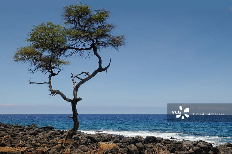 海滩上的孤树图片素材