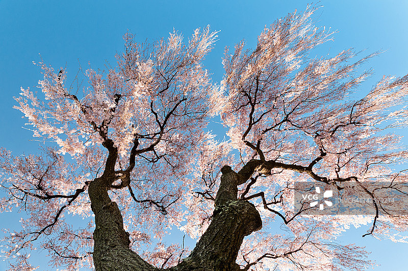春天盛开粉色鲜花的日本樱花树图片素材