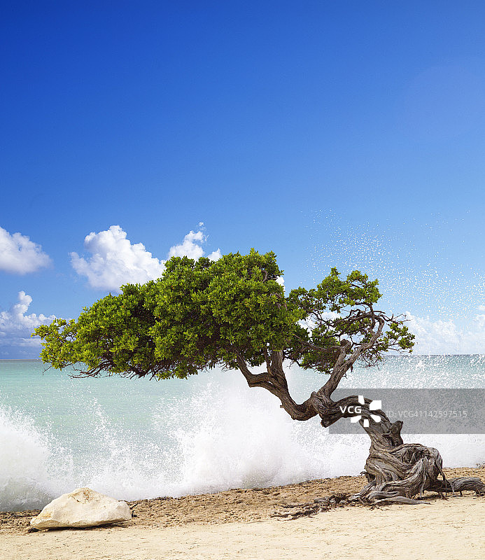 加勒比海阿鲁巴岛鹰滩的迪维迪维树图片素材