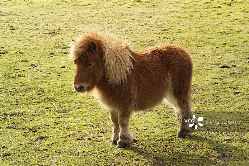 站在苏格兰田野里的设得兰矮马图片素材