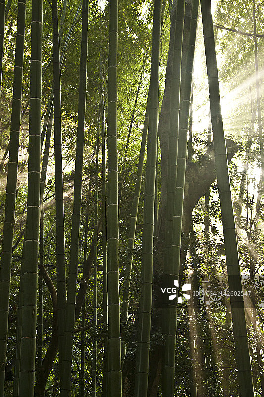 阳光下的竹林图片素材