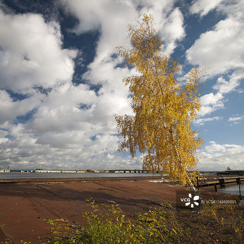深蓝色天空中的黄色树叶和云彩图片素材