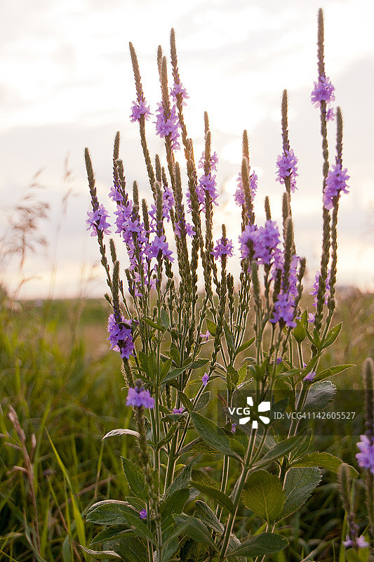 日落时分的野花图片素材